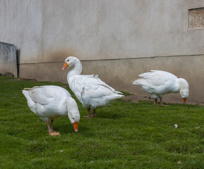 Weiße Gans, Gänse © Nika_Art