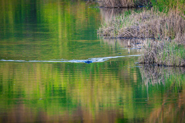 beaver swims on the river