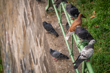 Pigeon birds near stone wall and green fence in morning capital Wien