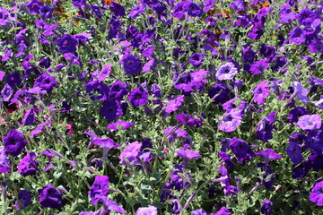 There are many monochromatic petunias blooming in the flowerbed.