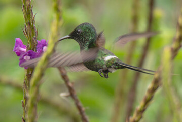 hummingbird, Green Thorntail, Discosura conversii