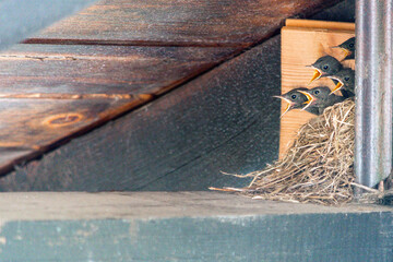 Nest of five small newborn birds waiting with open beaks for the arrival of the parent with food. Nature and its beauties. Sense of responsibility. Photo taken in the attic of a mountains house.