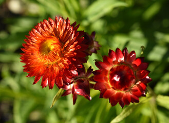 Red and yellow flowers on a background of green foliage. Helichrysum orientale. Beautiful bright flowers and background blur.