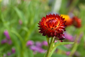 Red and yellow flowers on a background of green foliage. Helichrysum orientale. Beautiful bright flowers and background blur.