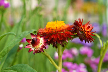 Red and yellow flowers on a background of green foliage. Helichrysum orientale. Beautiful bright flowers and background blur.