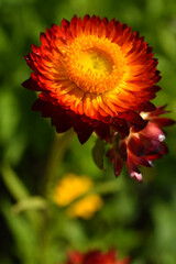 Red and yellow flowers on a background of green foliage. Helichrysum orientale. Beautiful bright flowers and background blur.