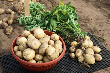 a bowl of freshly dug organic varietal potatoes and potatoes on the ground in a field, harvesting, farming
