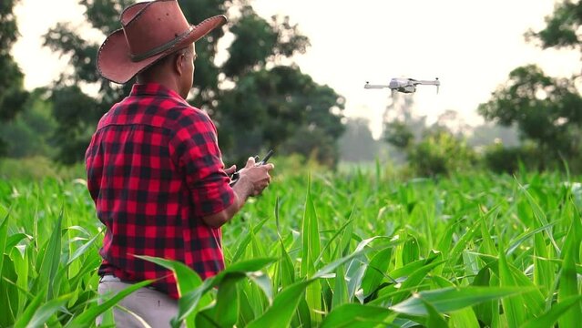 Farmer uses a digital tablet to access the internet on corn field
