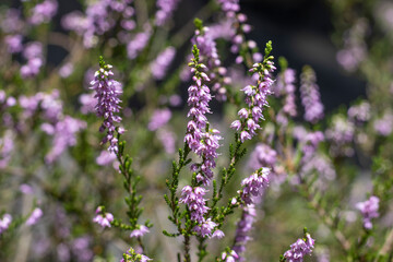 Blühende Heide