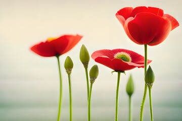 Obraz premium Poppy beautiful flower on single branch, lying in right side, with white background