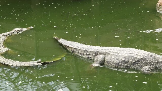 crocodile dans l'eau dans un parc animalier