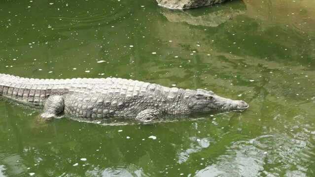 crocodile dans l'eau dans un parc animalier