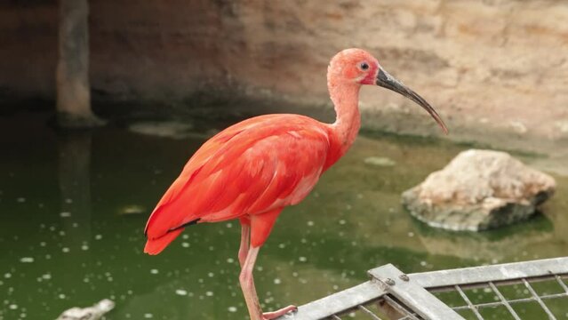 Ibis rouge, en gros plan, dans un parc animalier