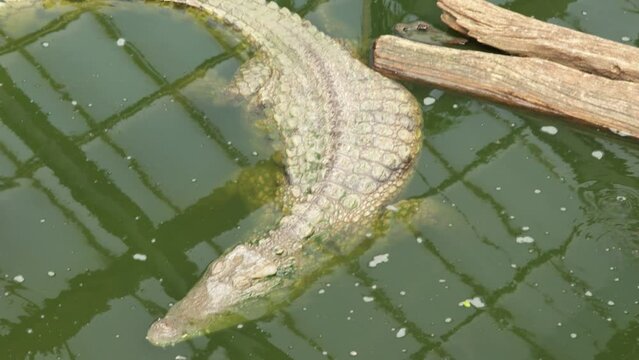 crocodile dans l'eau dans un parc animalier