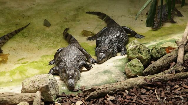 plusieurs crocodiles dans un parc animalier