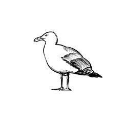 Seagull drawing - black pencil hand drawn illustration (transparent PNG)