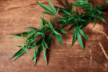 beautiful large dark green branch of cannabis on a shabby old wooden background, cbd, biological and ecological hemp, benefit, research, breeding, study