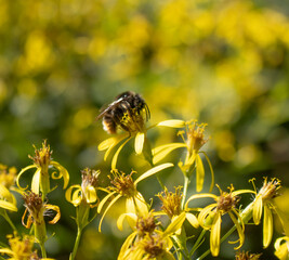 Hummel
