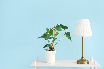 Beautiful houseplant with lamp on shelf near blue wall