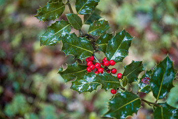 Detail of a holly leaf wet by rain with red fruit.