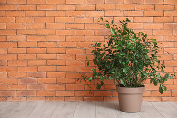 Fototapeta na wymiar Green plant near brick wall in room