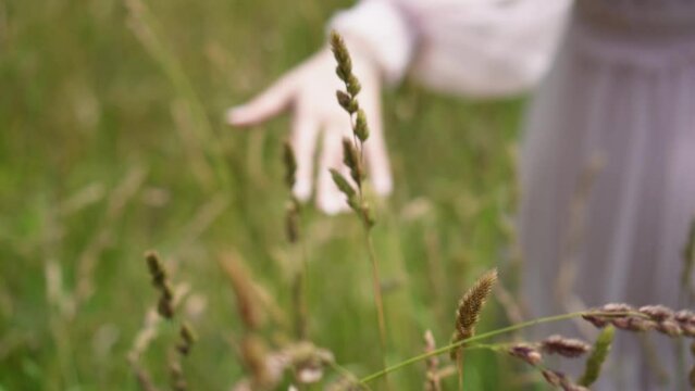 Hand of woman touching and moving over wild grass in slow motion and blurring in the end.