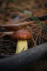 Fresh little mushroom in forest floor.