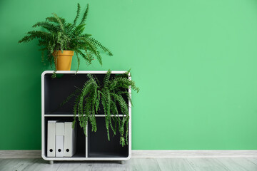 Shelving unit with houseplants and folders near green wall in room