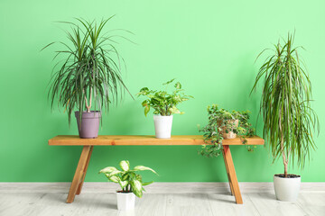 Houseplants on wooden bench near green wall in room
