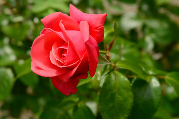 Beautiful red rose blooming outdoors, closeup