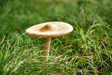 Mushroom in forest background of grass.
