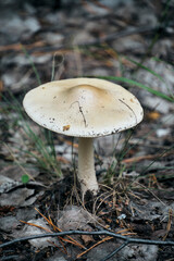 Mushroom in forest background of grass.