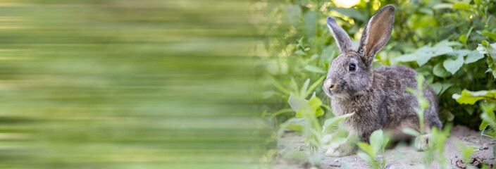 Rabbit resting in a grass.