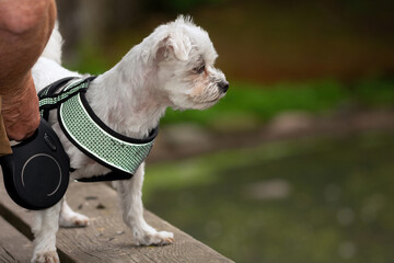 Little white dog in reflective, glow-in-the-dark harness 