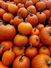 Many pampkins in the garden