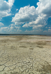 Sun-dried dead crustaceans Artemia salina on cracked therapeutic mud in the Kuyalnitsky estuary in the Odessa region