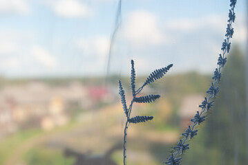 Naklejka premium Photo of a red tulle on a window with a thread pattern