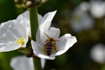 Biene auf einer Pfeilkraut-Blüte