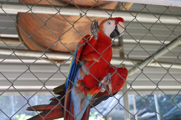 Parrot's Close Up In A Cage At A Bird Sanctuary 