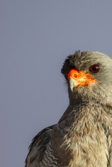 Pale Chanting Goshawk, Kgalagadi, Kalahari