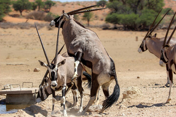 Gemsbok or Oryx mating, Kgalagadi, Kalahari 