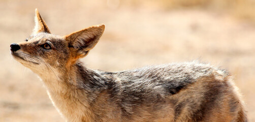 Black-backed Jackal, Kgalagadi, Kalahari