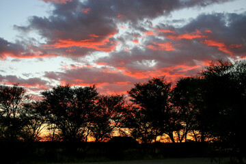 Sunrise at Nossob camp, Kgalagadi, Kalahari 