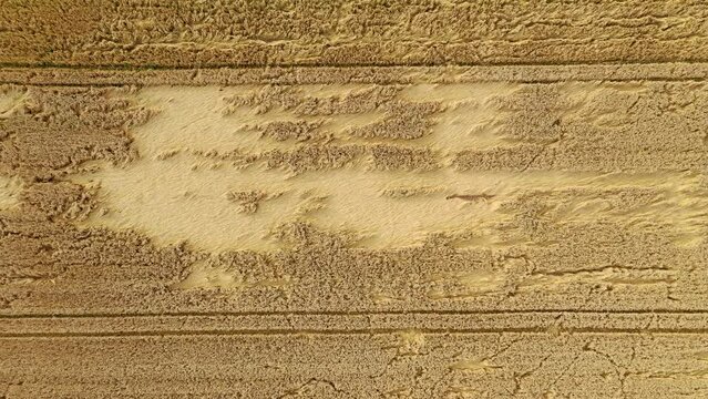 Zoom in Luftaufnahme eines durch Unwetter besch&auml;digten Getreidefeldes, Deutschland