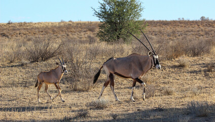 Gemsbok or Oryx with youngsters, Kgalagadi, Kalahari