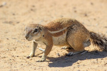 Cape Ground Squirrel, Kgalagadi, Kalahari 