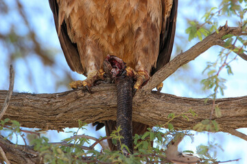 Tawny Eagle (Aquila rapax), with snake prey, Kgalagadi, Kalahari