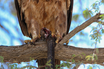 Tawny Eagle (Aquila rapax), with snake prey, Kgalagadi, Kalahari