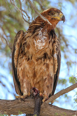 Tawny Eagle (Aquila rapax), with snake prey, Kgalagadi, Kalahari