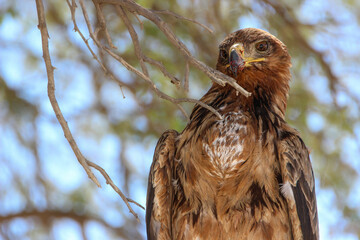 Tawny Eagle, Kgalagadi, Kalahari 